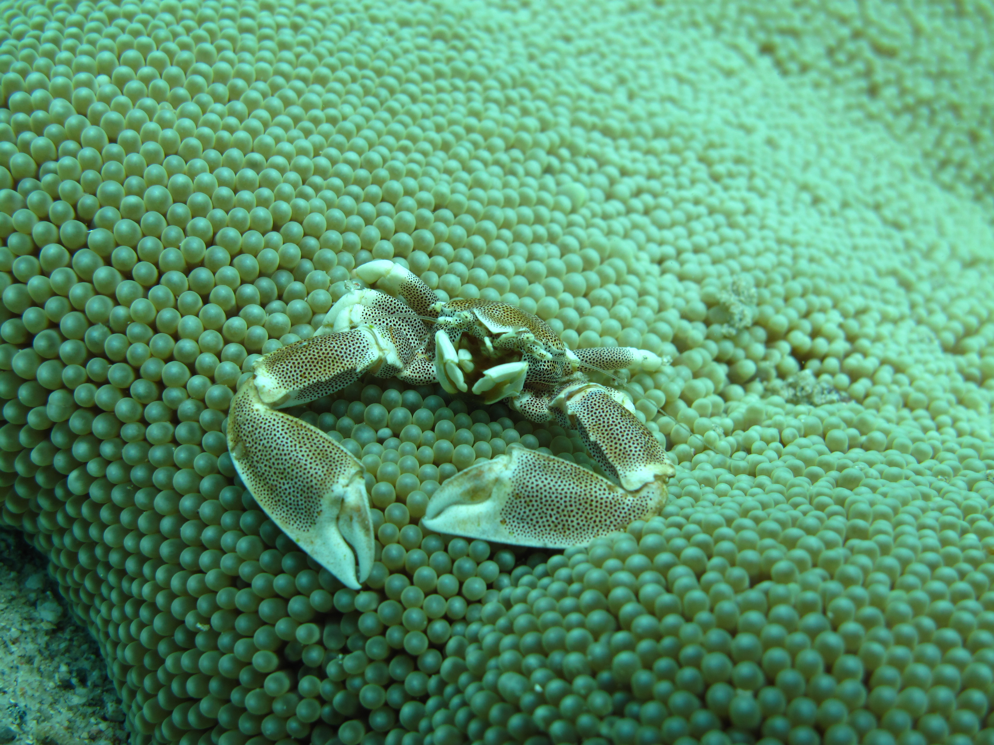 Marine life in Nha Trang / Vida marina en Nha Trang >> Anemone Crab